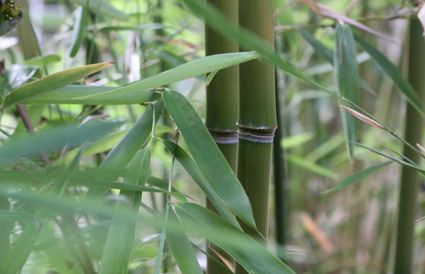 Eponge et micro-éponge de bambou