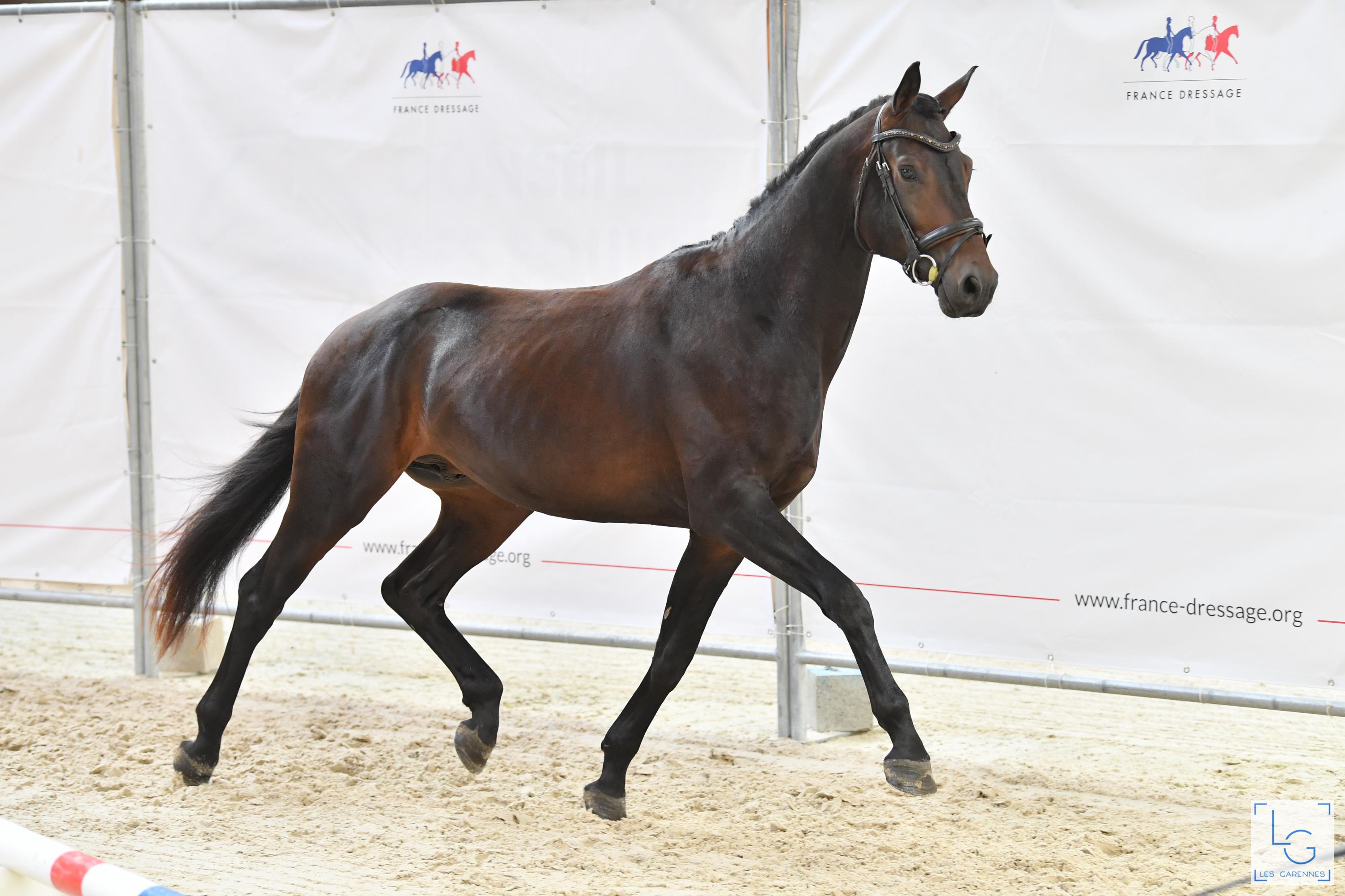 2021 08 29francedressage 4d1 9503