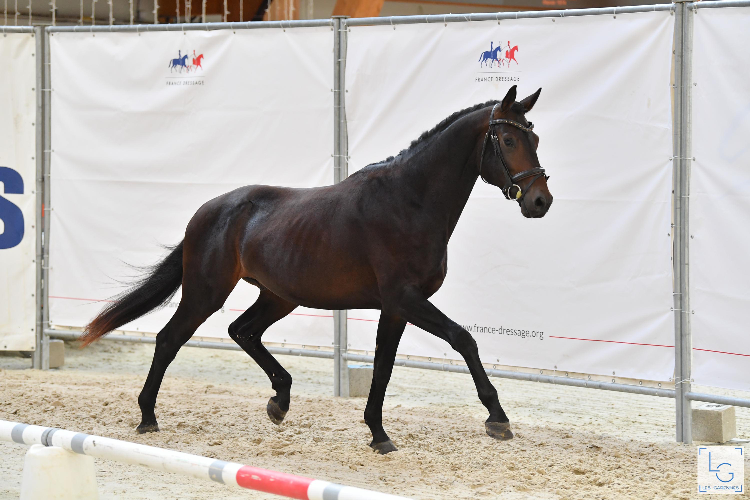 2021 08 29francedressage 4d1 9502