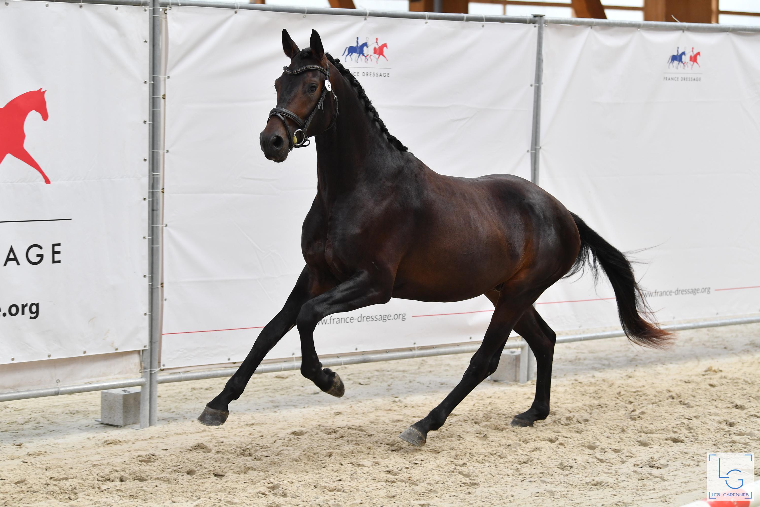 2021 08 29francedressage 4d1 9516