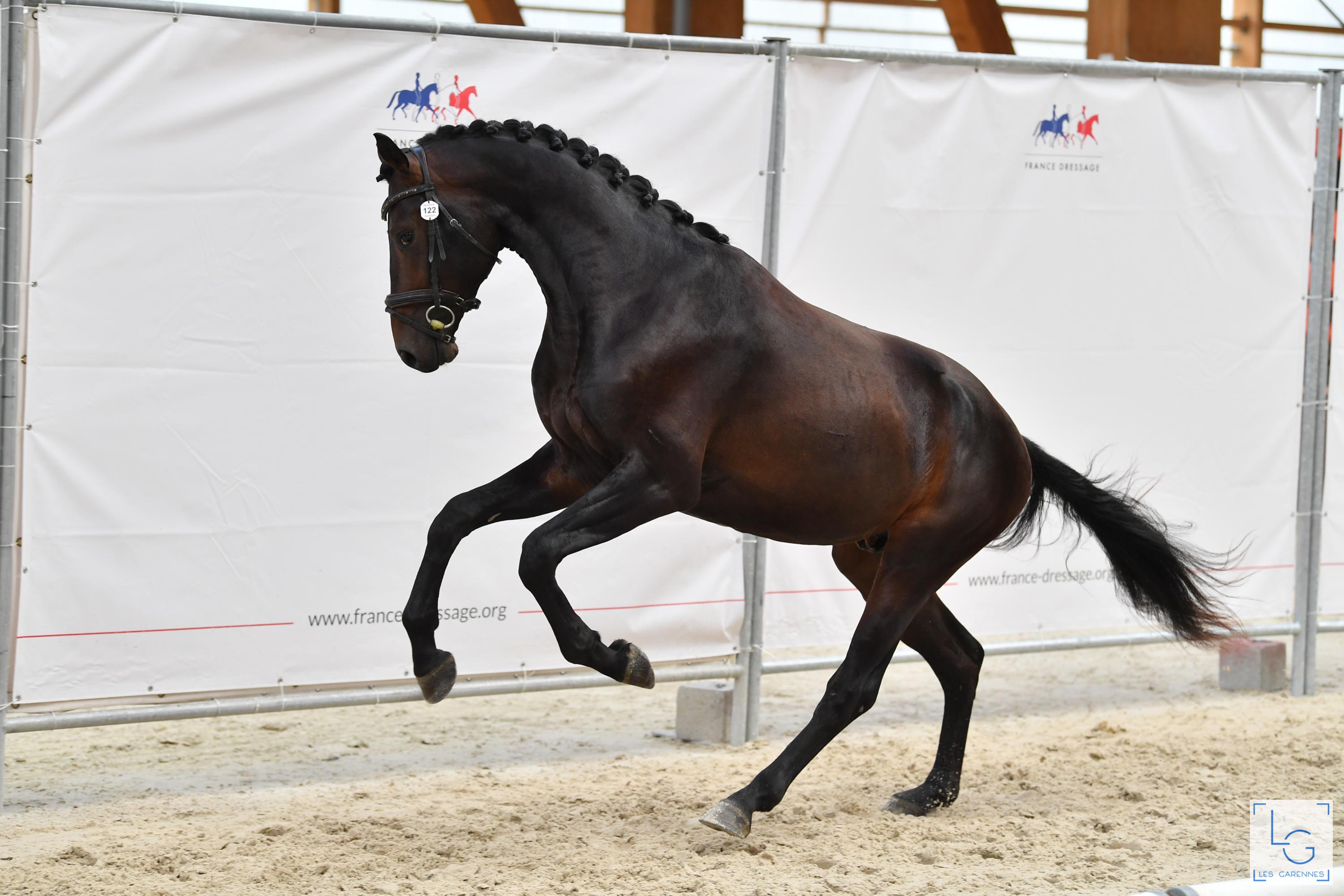 2021 08 29francedressage 4d1 9518