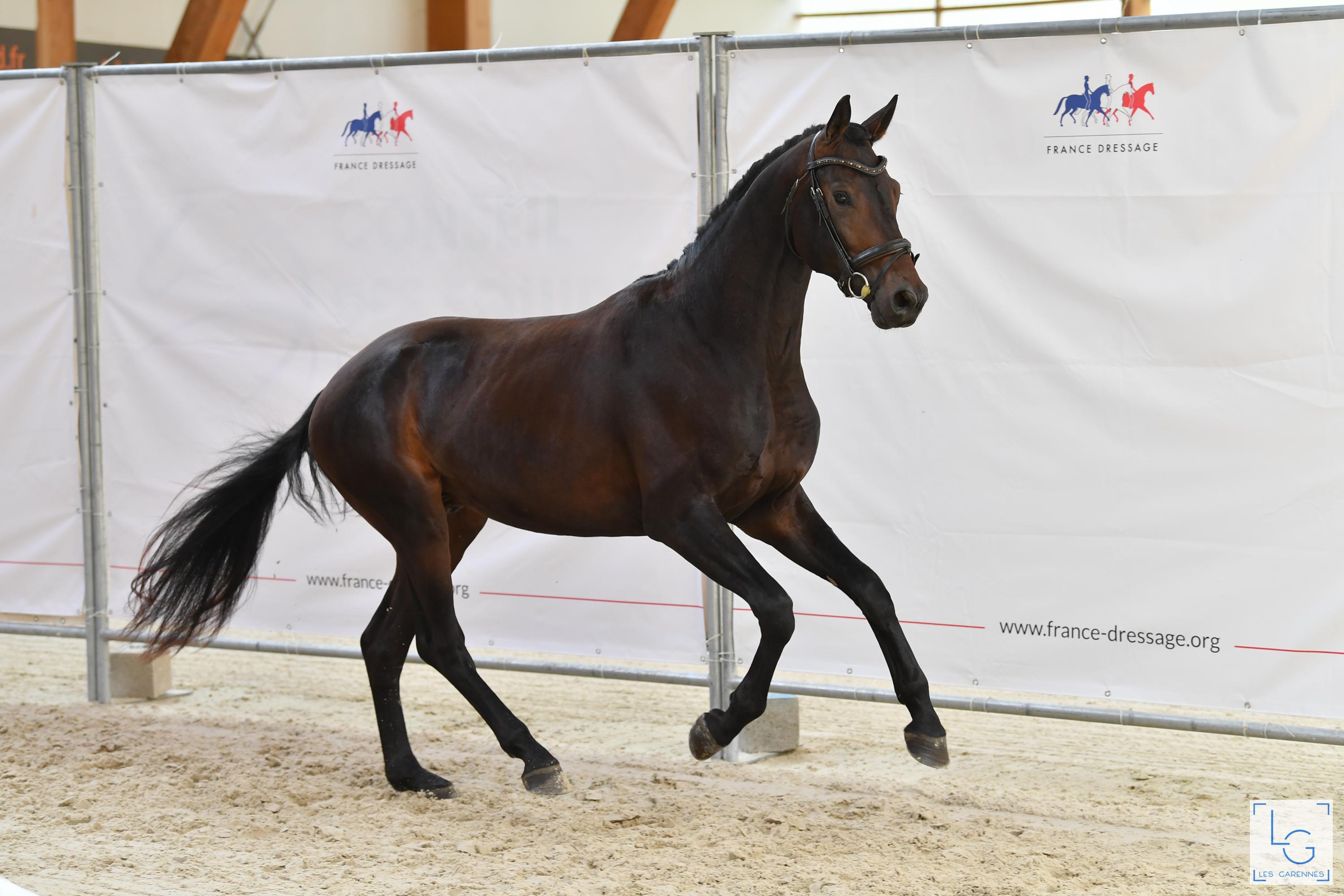 2021 08 29francedressage 4d1 9535