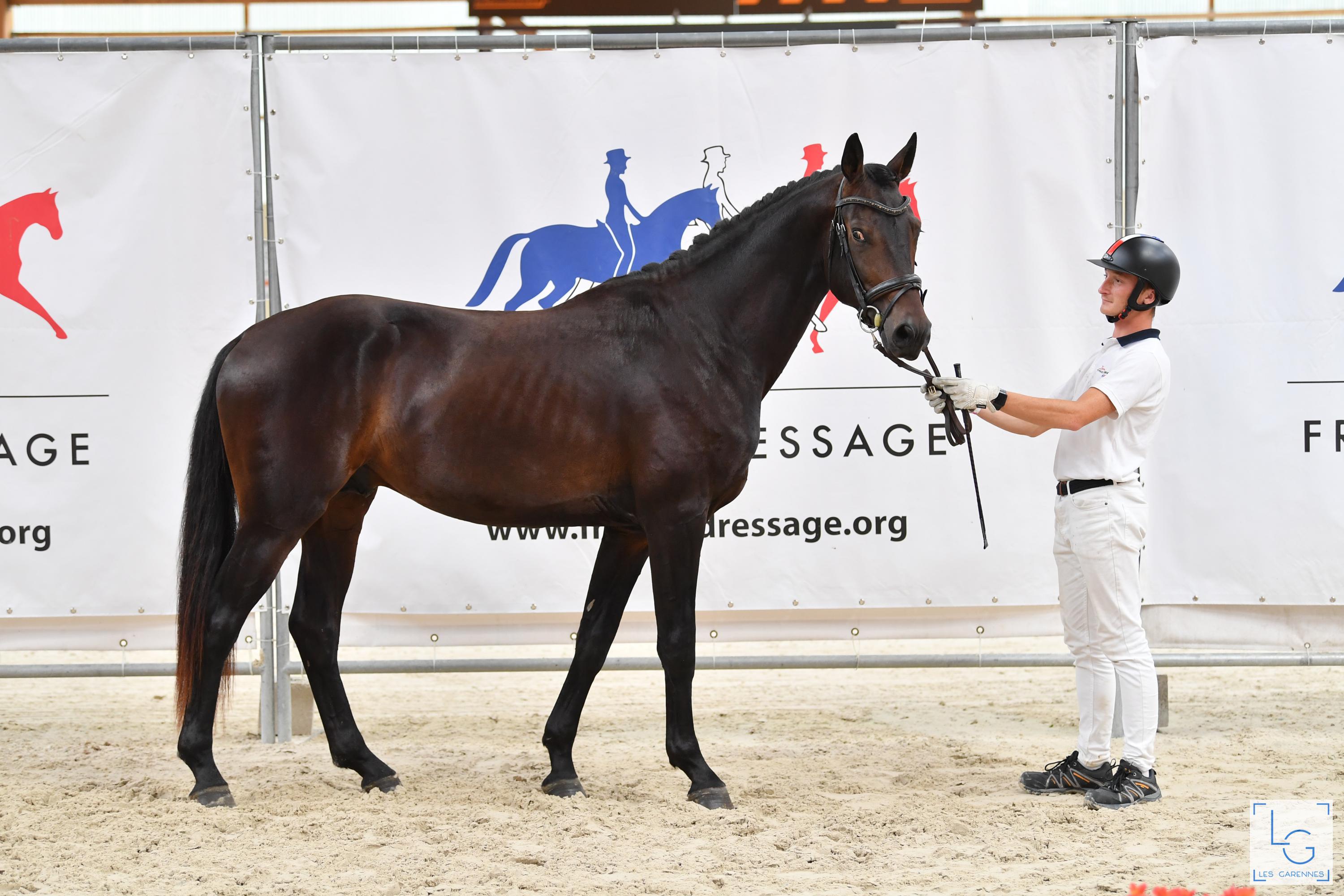 2021 08 29francedressage 4d1 9567