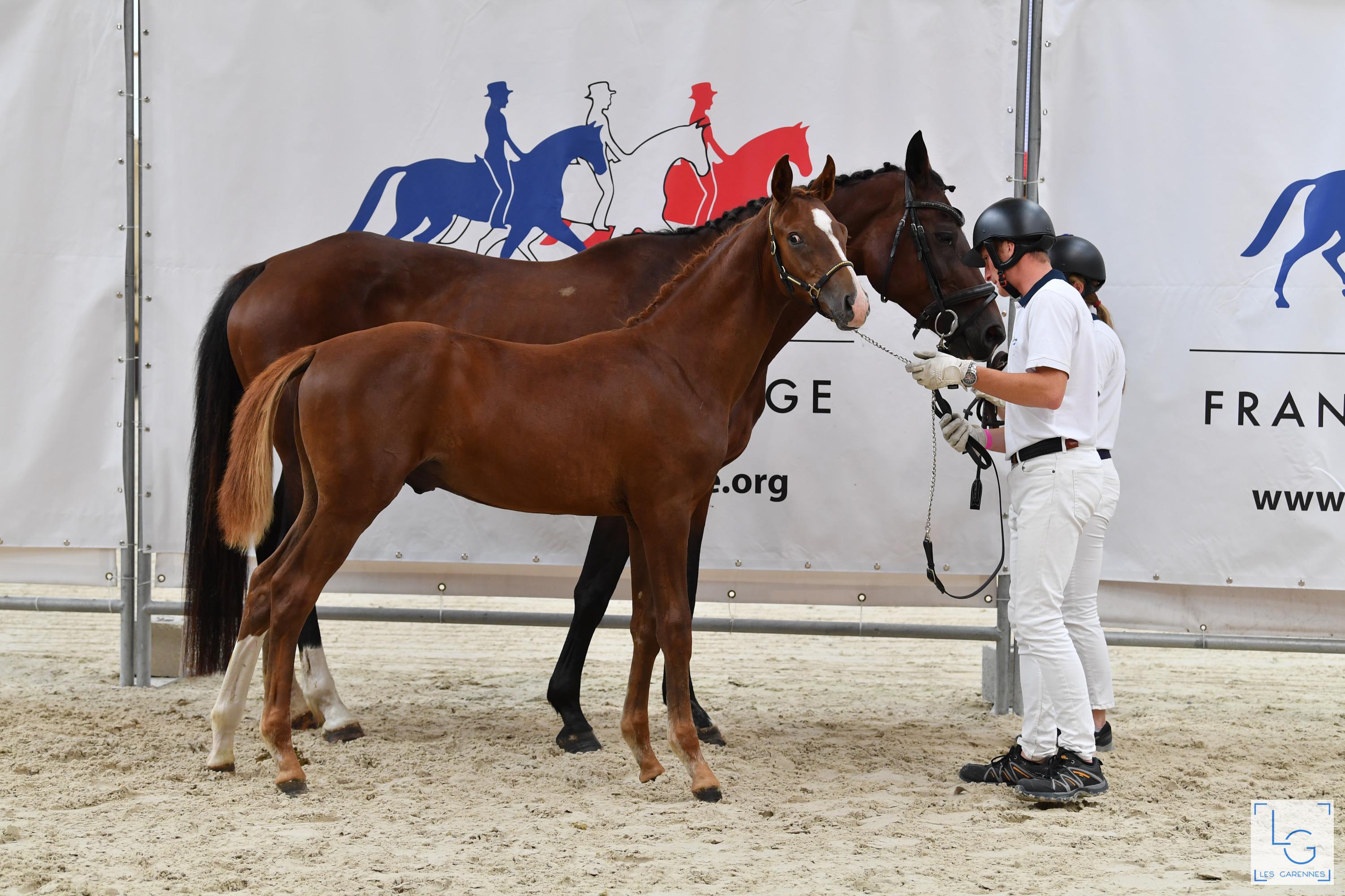 2021 08 29francedressage 6d1 2658