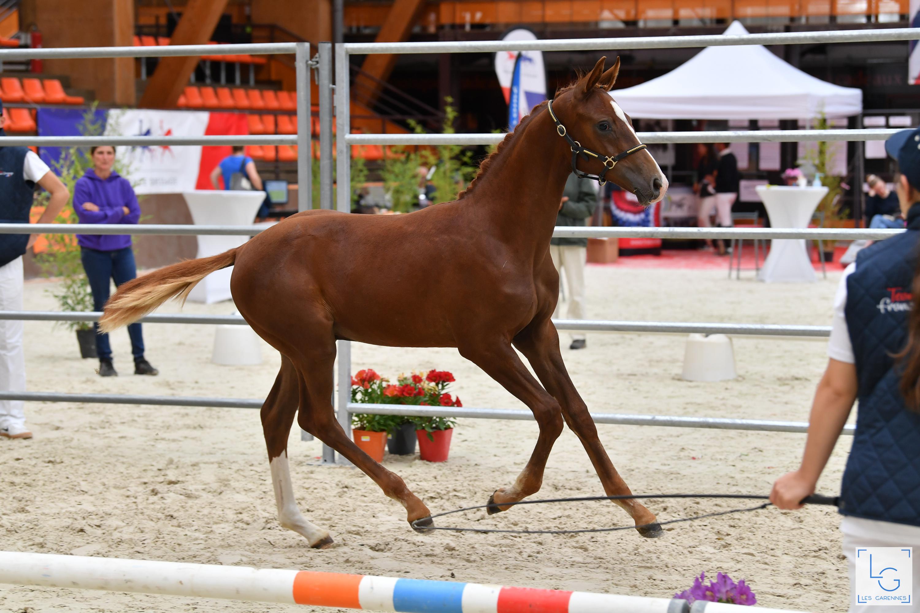 2021 08 29francedressage 6d1 2614