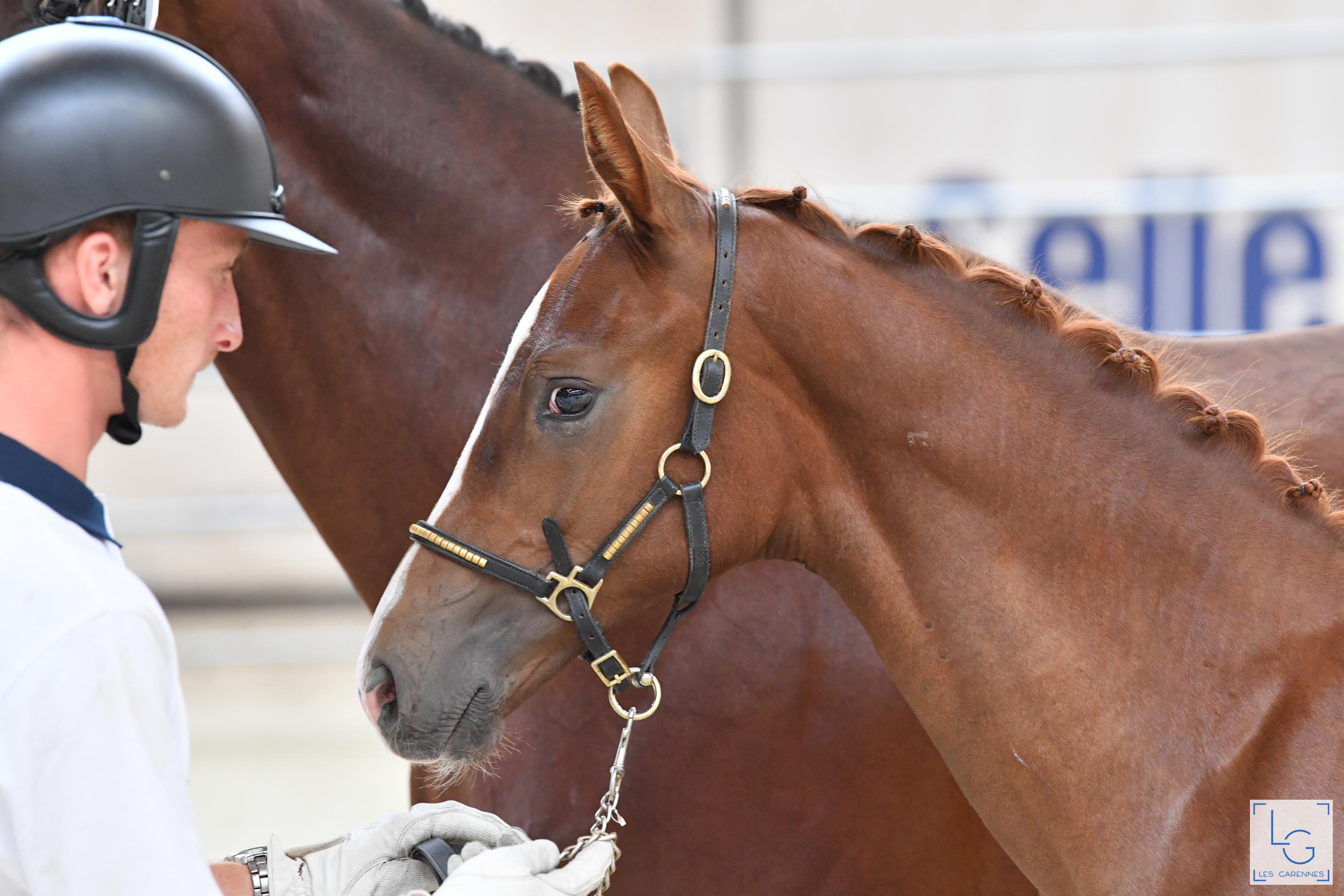 2021 08 29francedressage 6d1 2648