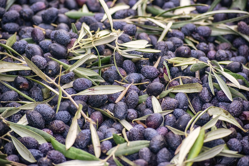 Olive-3866906 960 720