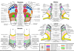 Carte-reflexologie-en-racine-formation