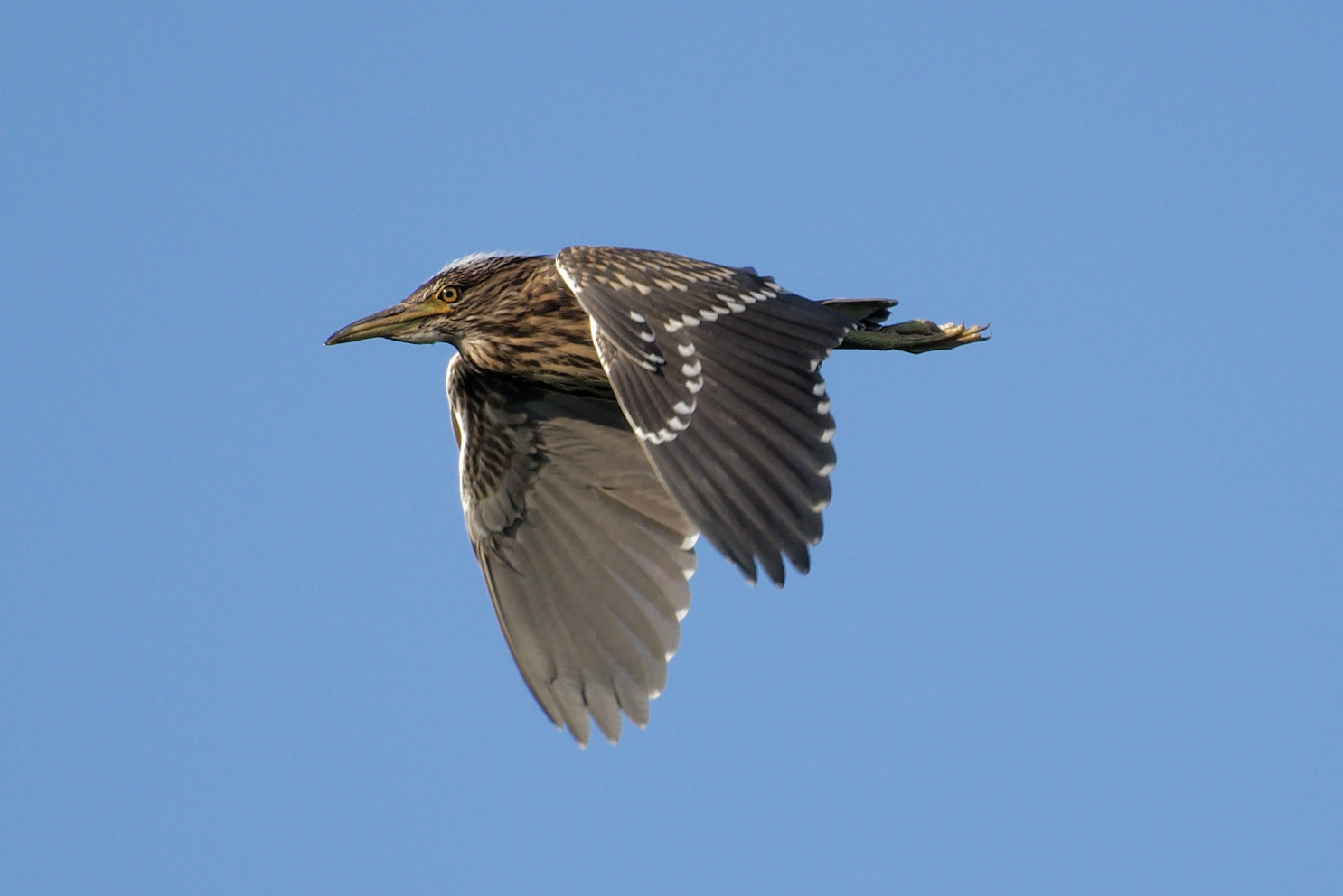 Heron-