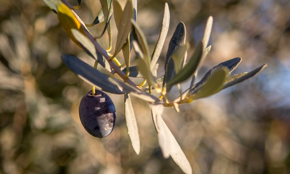Olive-2908688 960 720