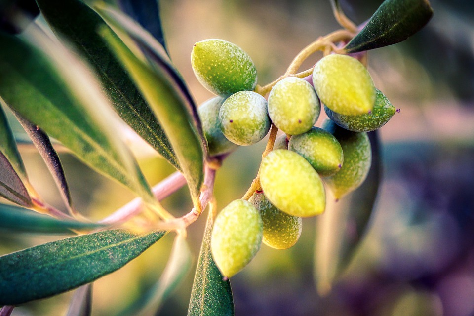Olive-tree-6581264 960 720