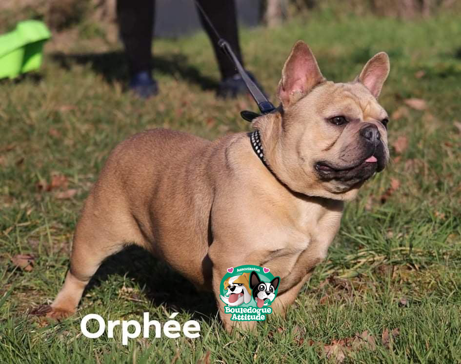 Orphee