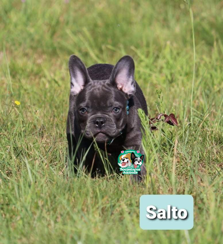 Salto