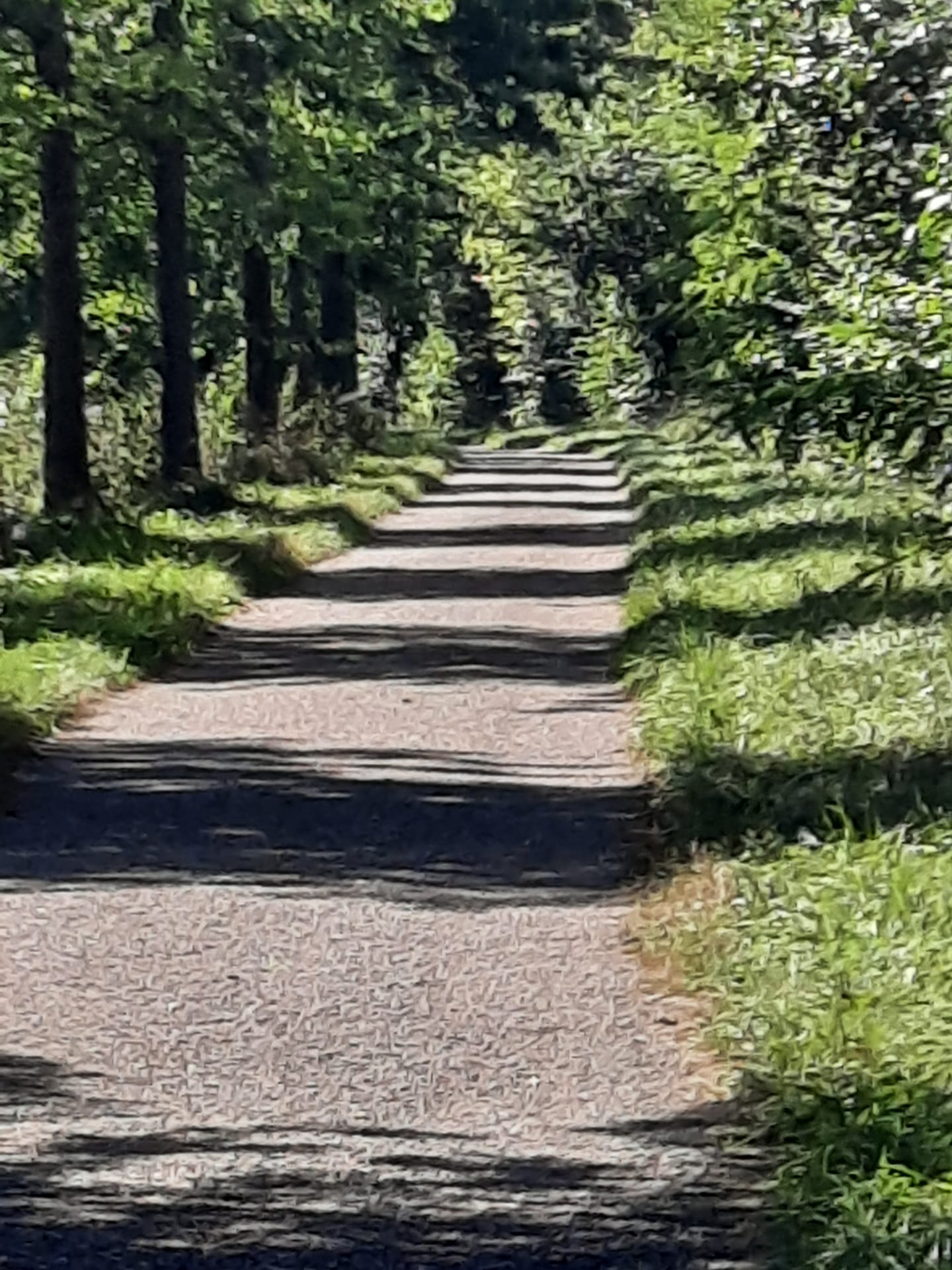 Une route rayée par les ombres des arbres : quel instant poétique !