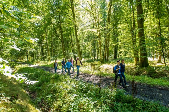 Randonnée en forêt de Retz