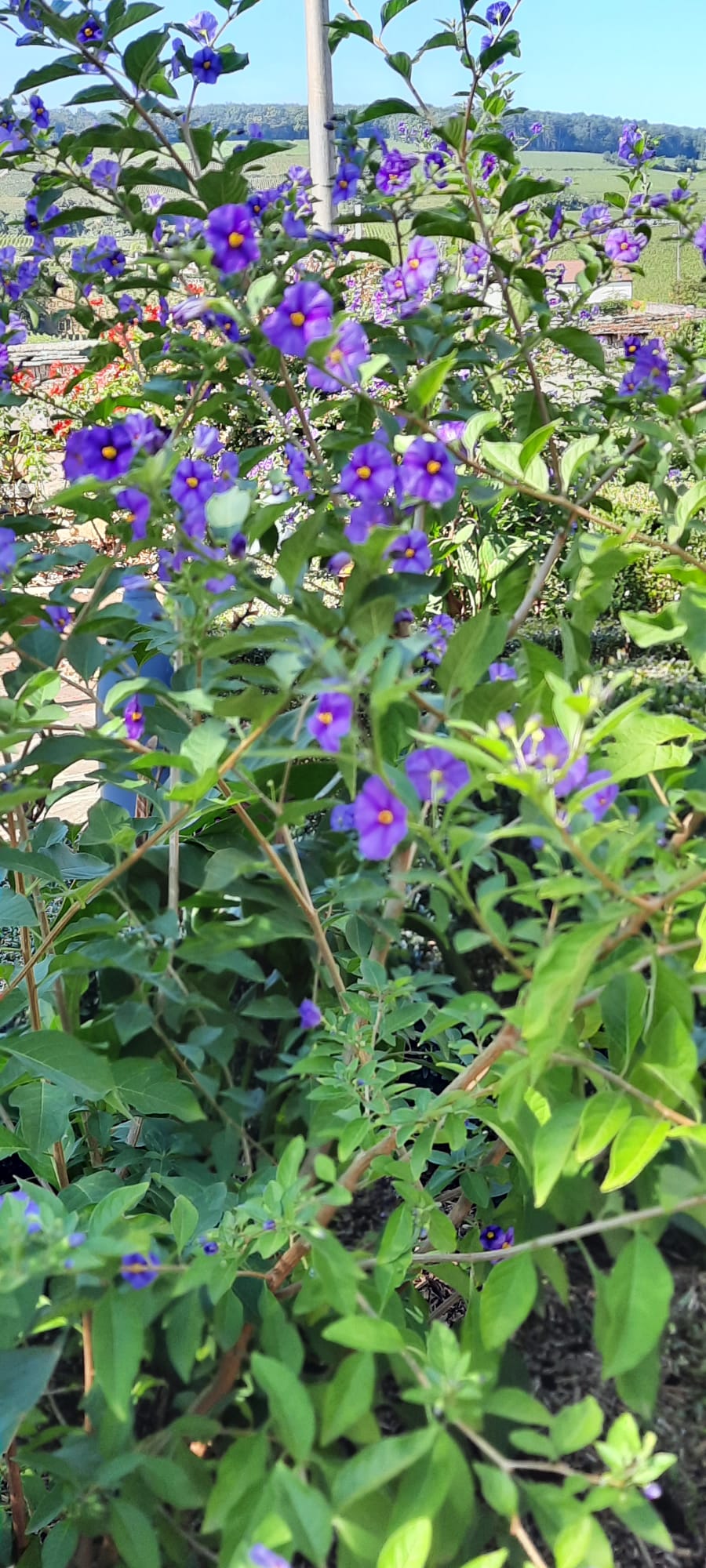 Fleurs violettes