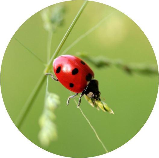 Coccinelle-rond