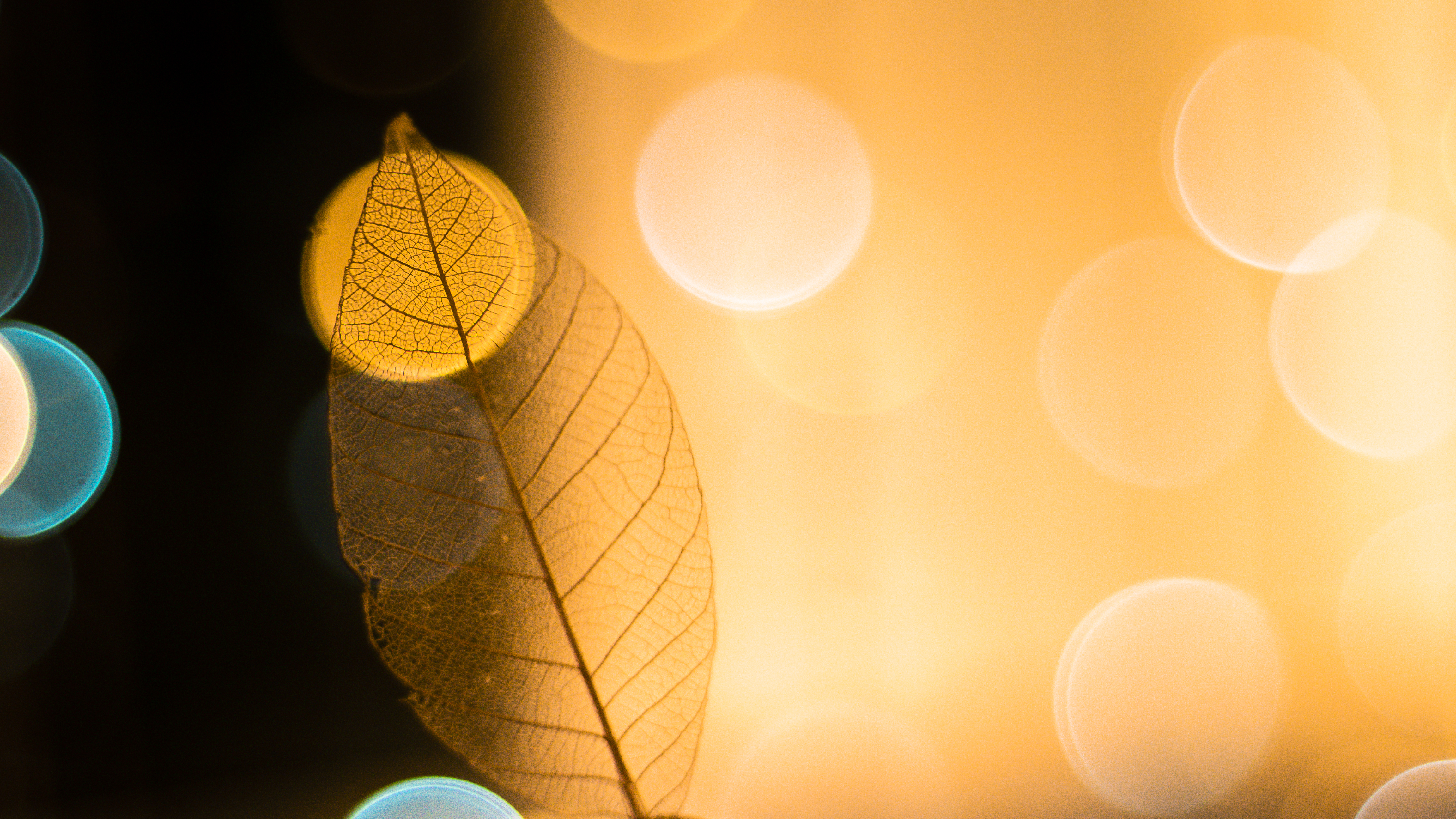 Vecteezy transparent-skeleton-leaf-with-beautiful-texture-on-a-bright-background 1739352