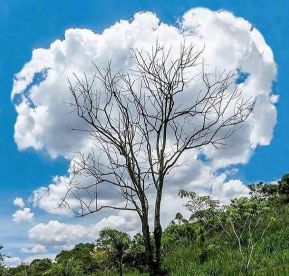Nuarbre
