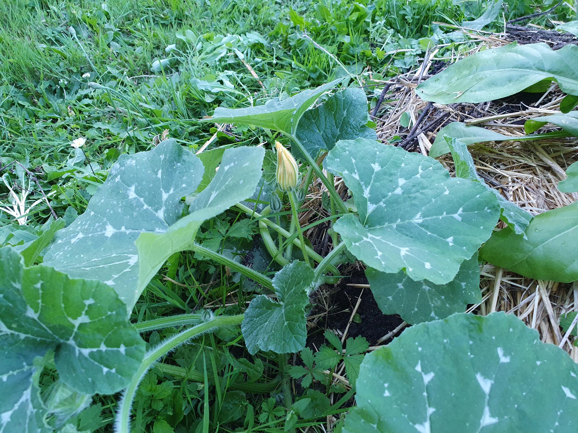 Les courges poussent au potager de Lormoy