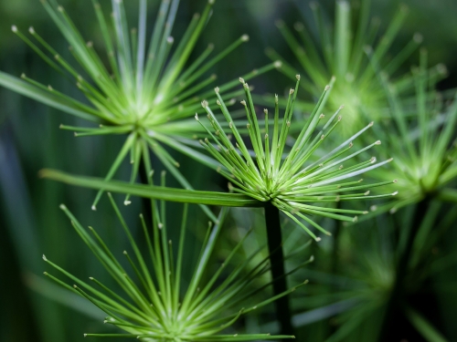 Cyperus-plante-d-apaprtement-a-cultiver-a-l-ecole-500p
