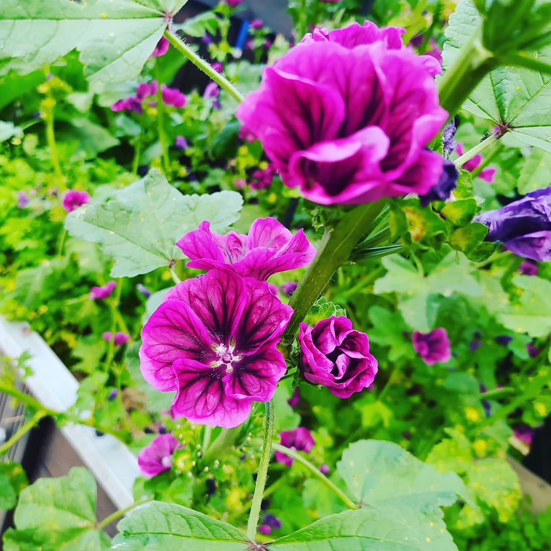 La Mauve 