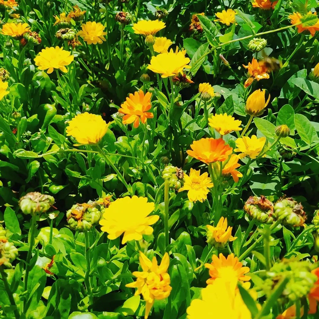 Ls fleurs de Calendulas