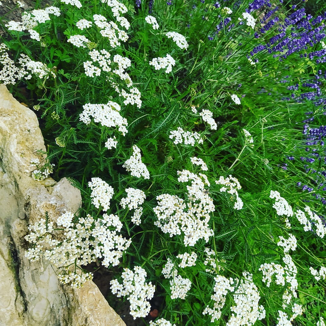 L'Achillée Milleufeuille