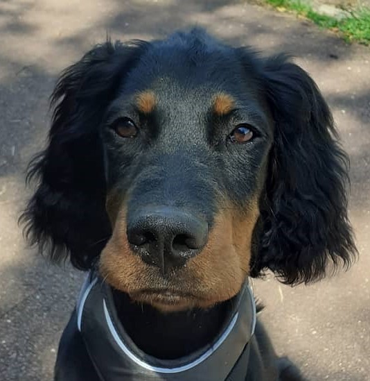 Chiot setter gordon actif obeissance betise apprentissage education chien comportement valerie cantaloube