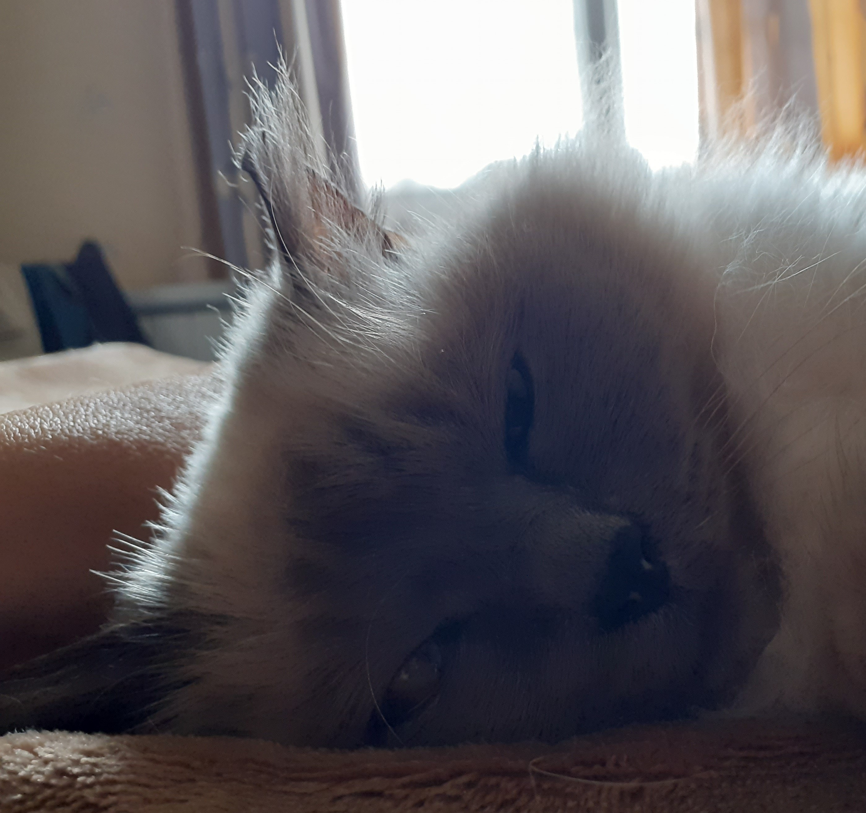Sacre de birmanie chouquette anxieuse chat age separation valerie cantaloube comportementaliste felin juillet 2021