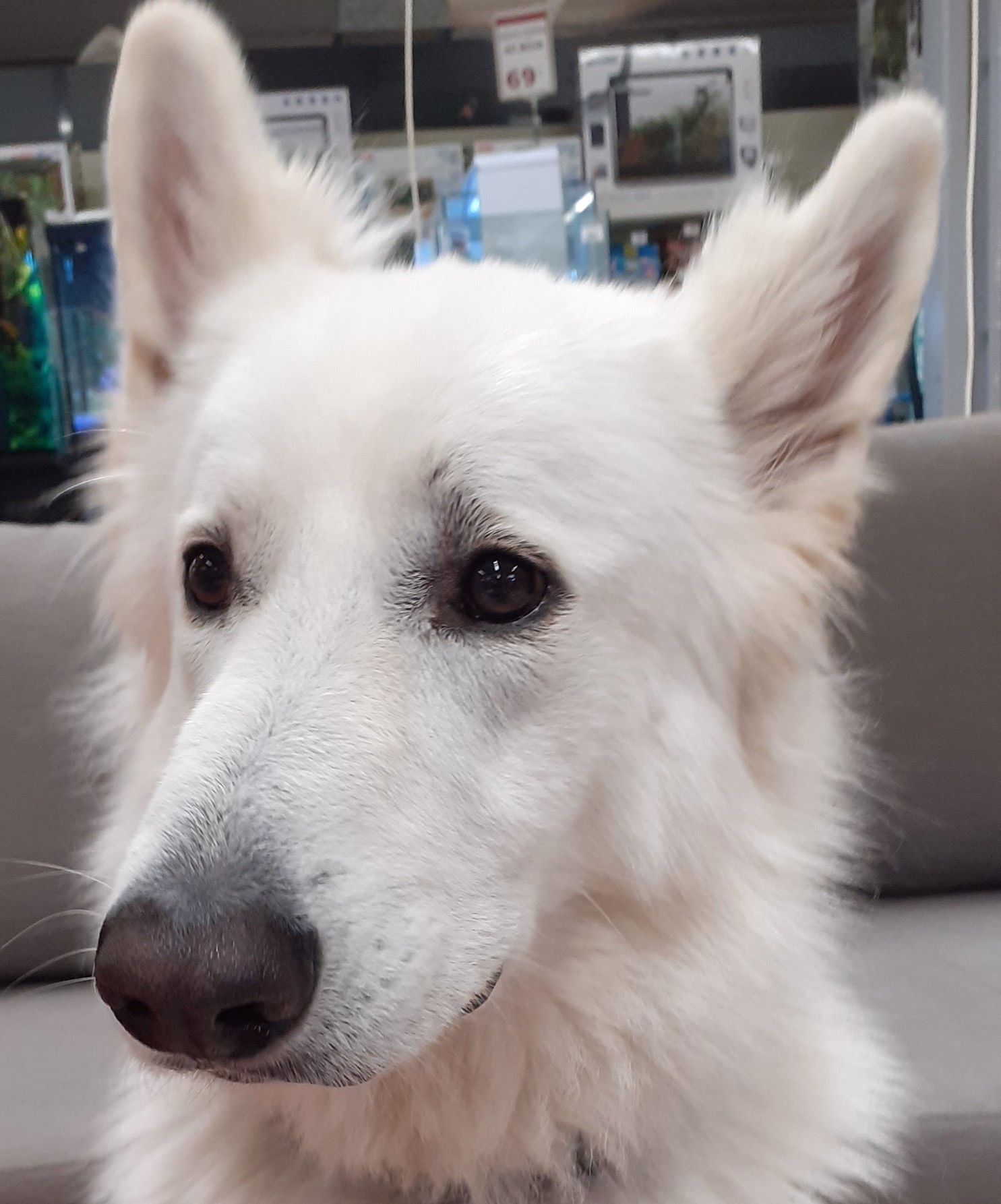 Berger blanc suisse chien peur phobie environnement bruits humains velos traumatisme comportementaliste valerie cantaloube 2 