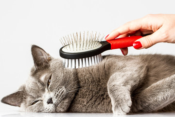 Chat brosse