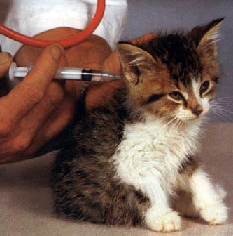 Vaccination chat