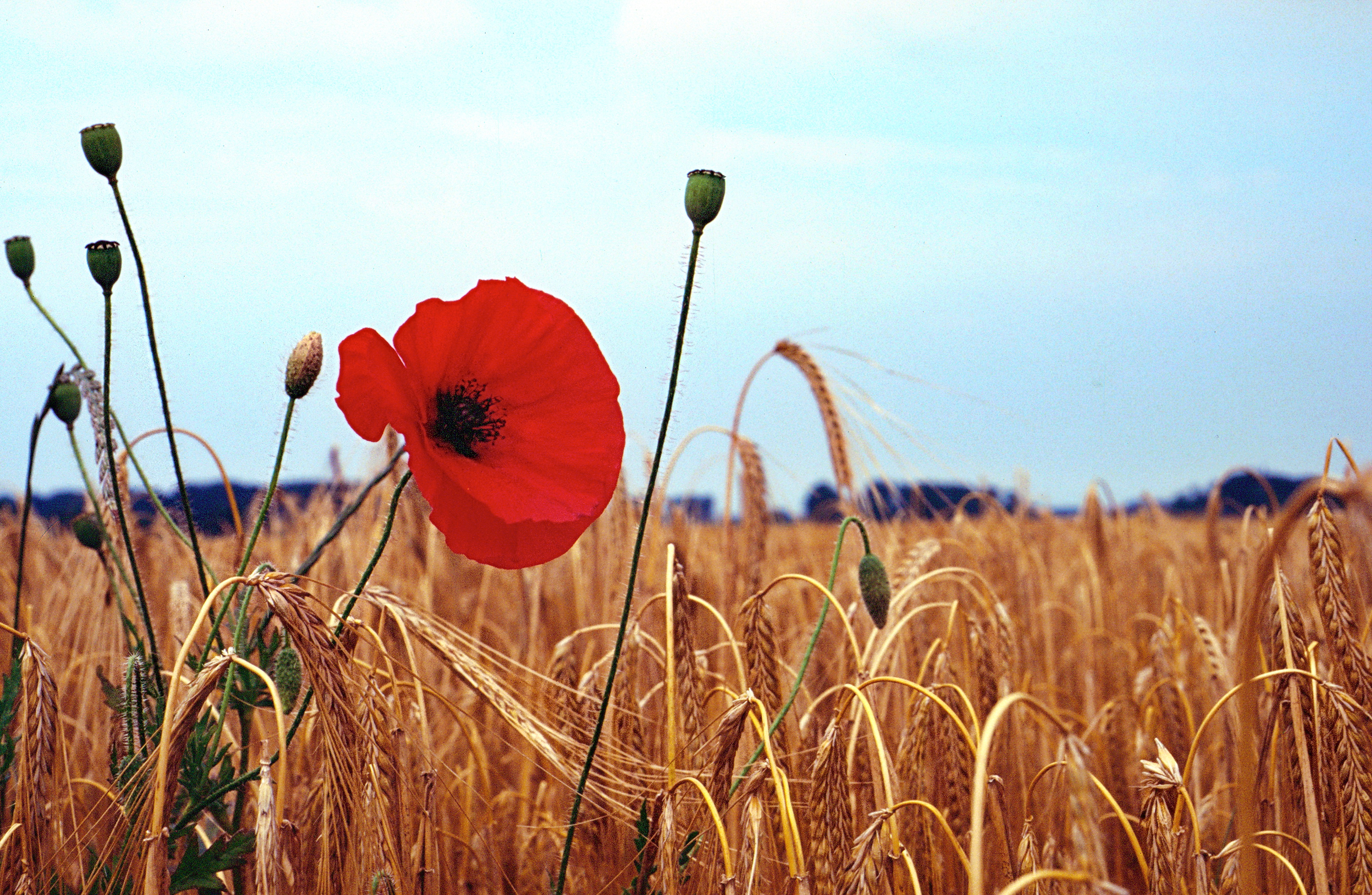 Coquelicots-et-orge-web