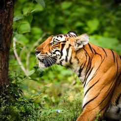 Tigre du bengale dans le parc national de Bardia au Népal