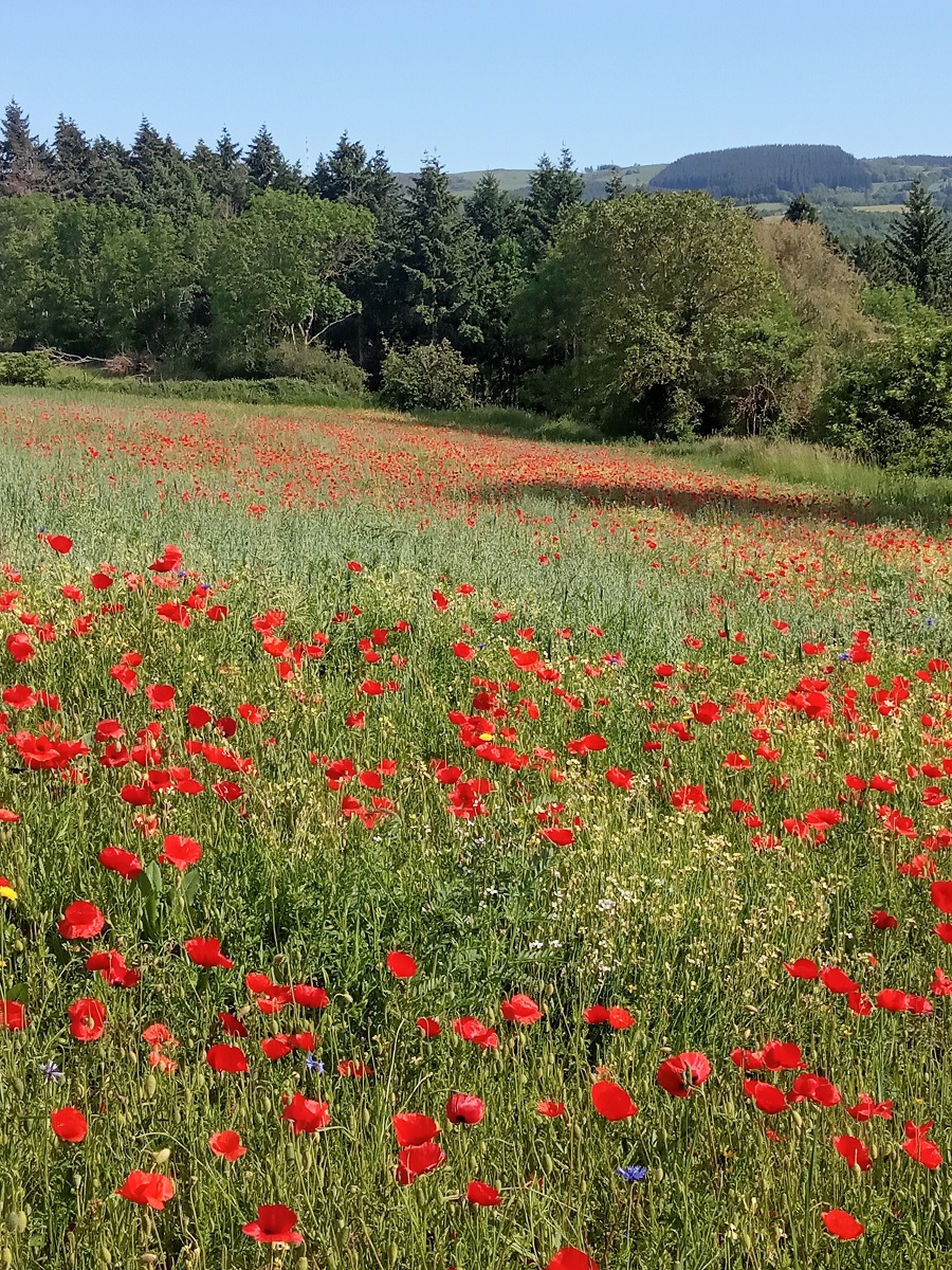 Vue de la villa des raspes