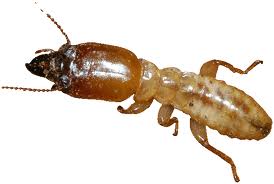 Termites
