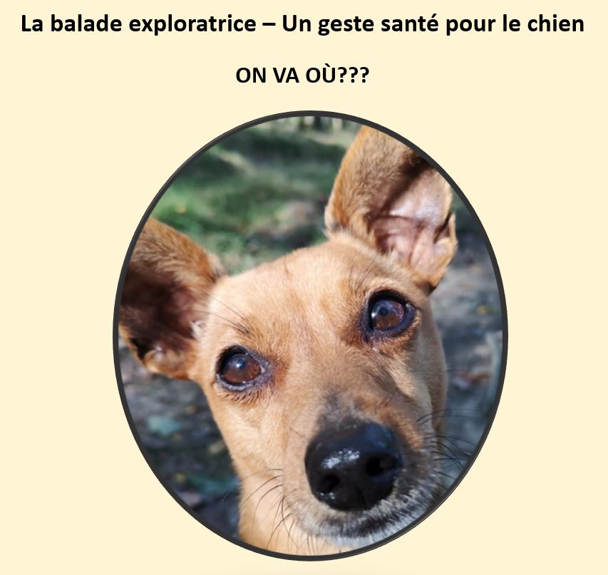 La balade exploratrice – Un geste santé pour le chien !