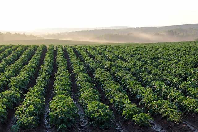 traitement préventif contre les taupins de la pomme de terre