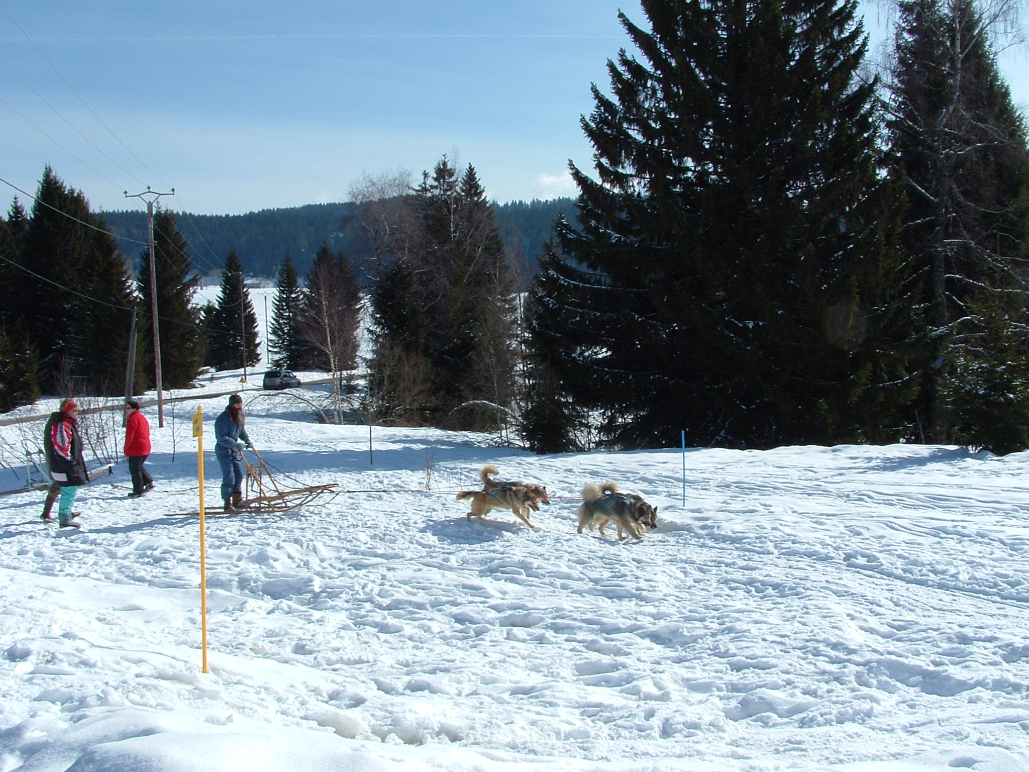 Chiens traineaux lapesse 1 