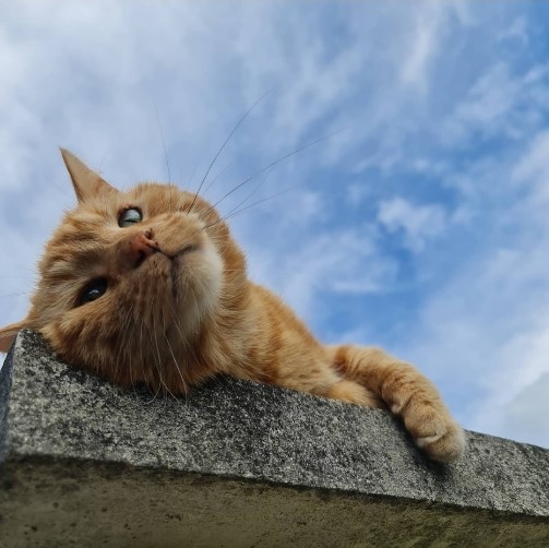 Chat intolerance congenere agression territoriale stress anxiete territoire bagarre valerie cantaloube comportement felin