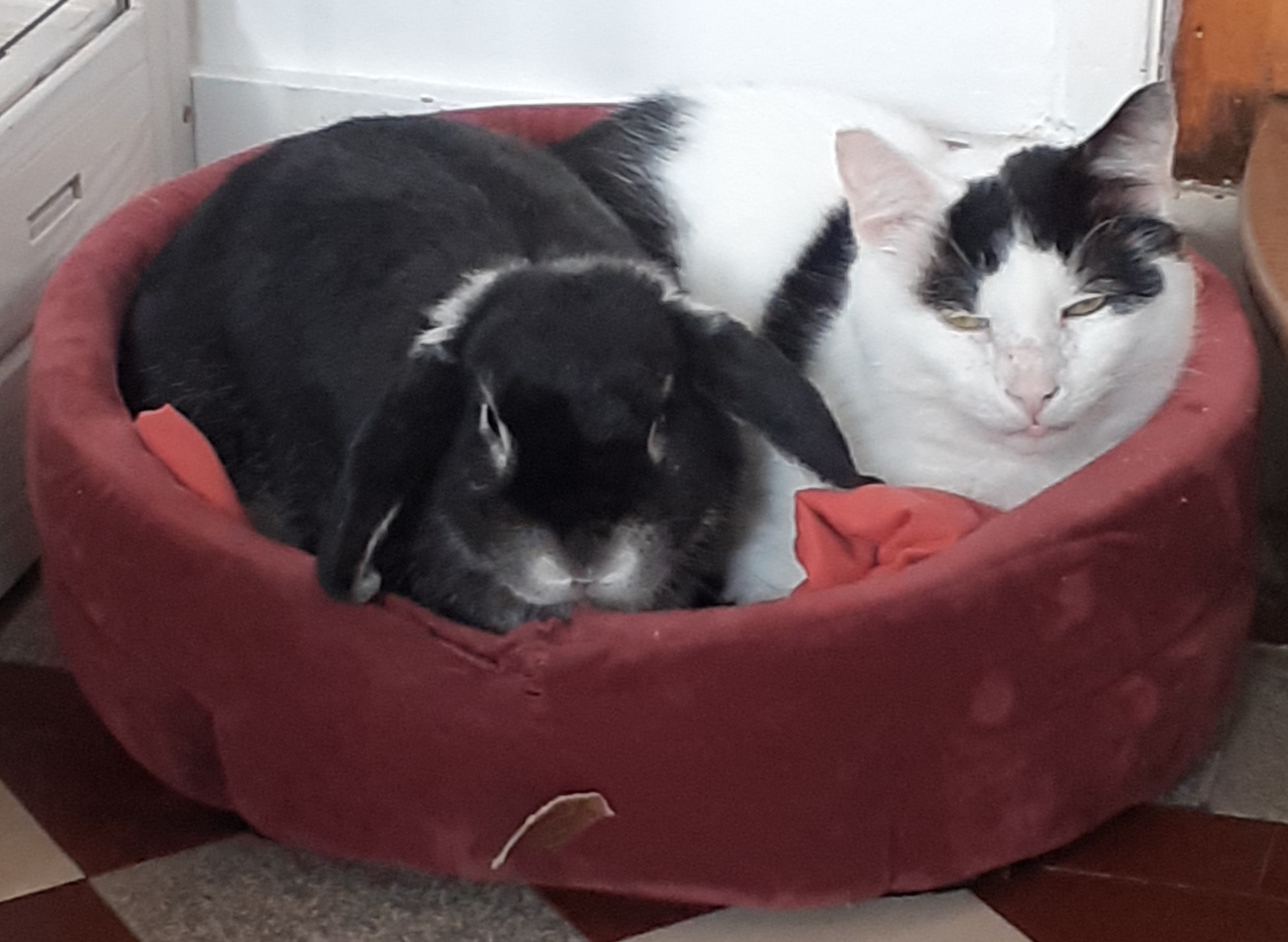 Chat lapin cohabitation copain amitie mignonnerie valerie cantaloube comportementaliste
