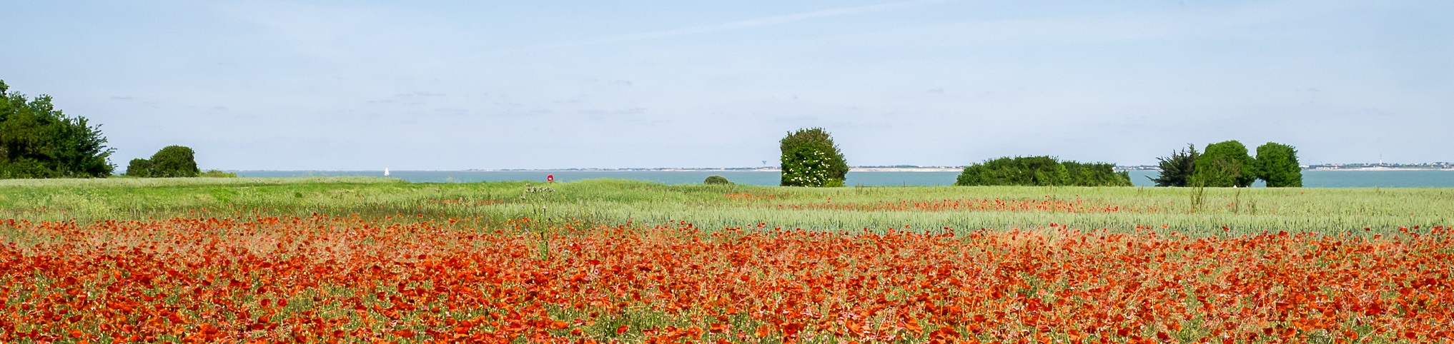 Coquelicots2