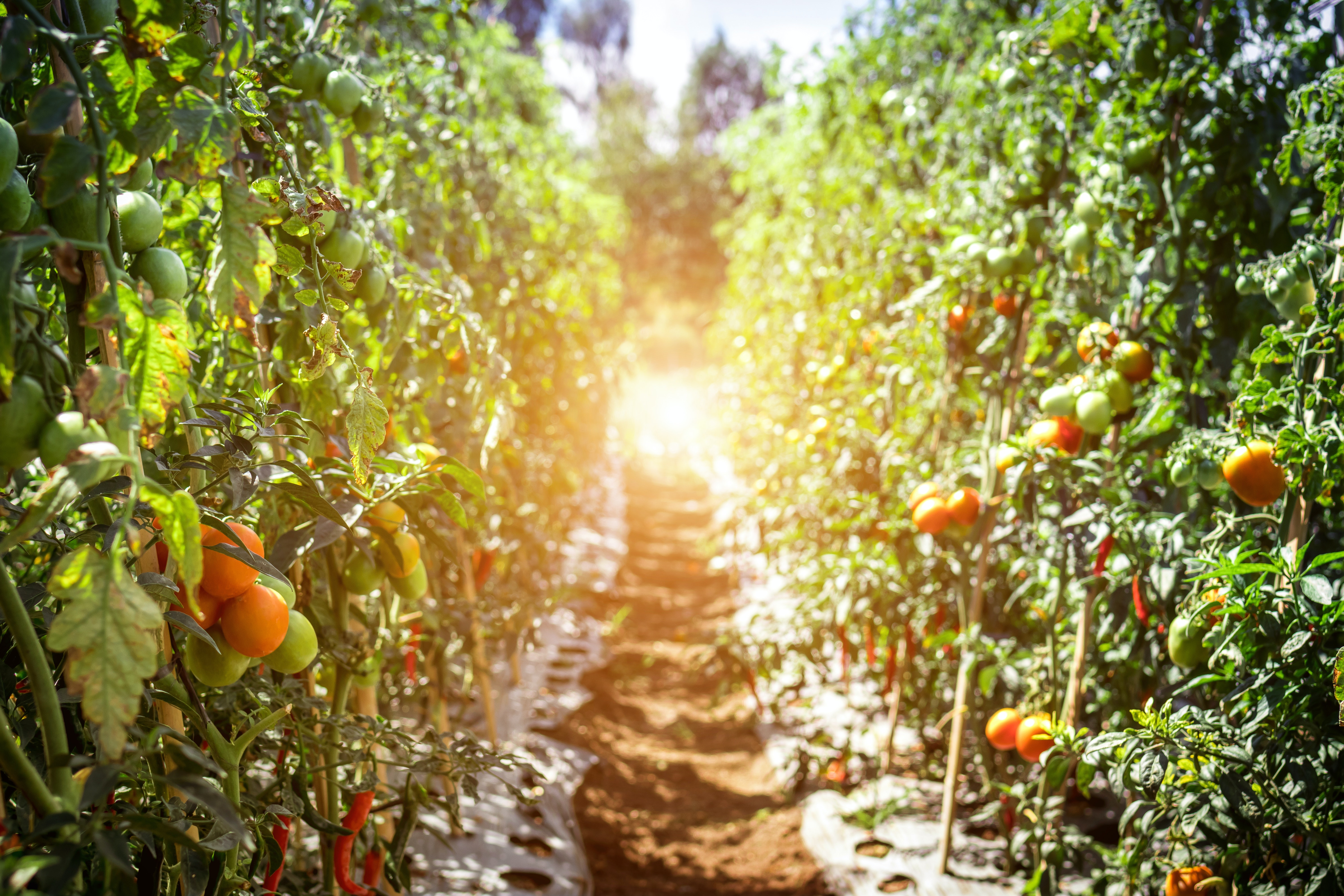 Nettoyage énergétique d'un terrain agricole