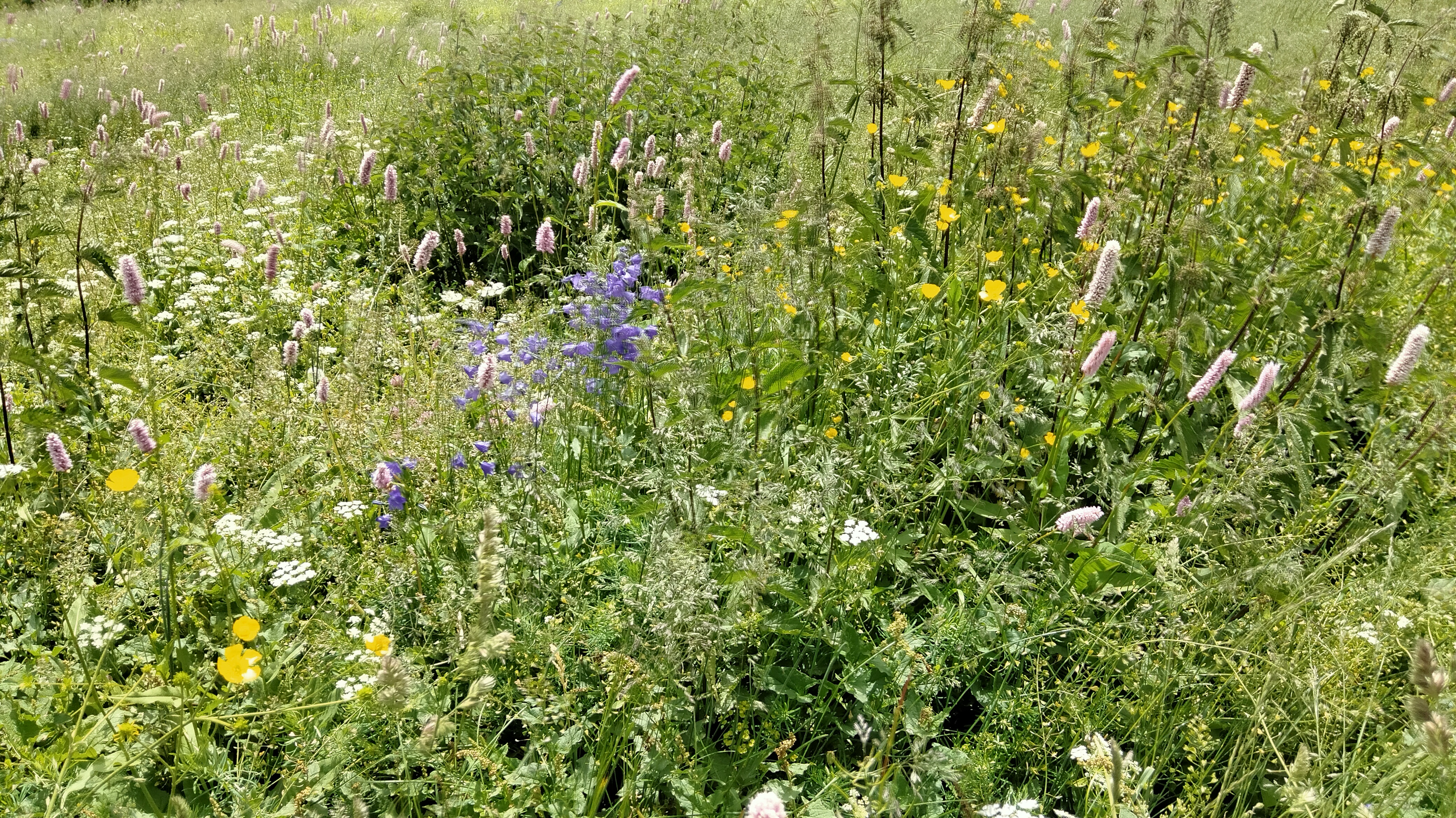 Champ de fleur
