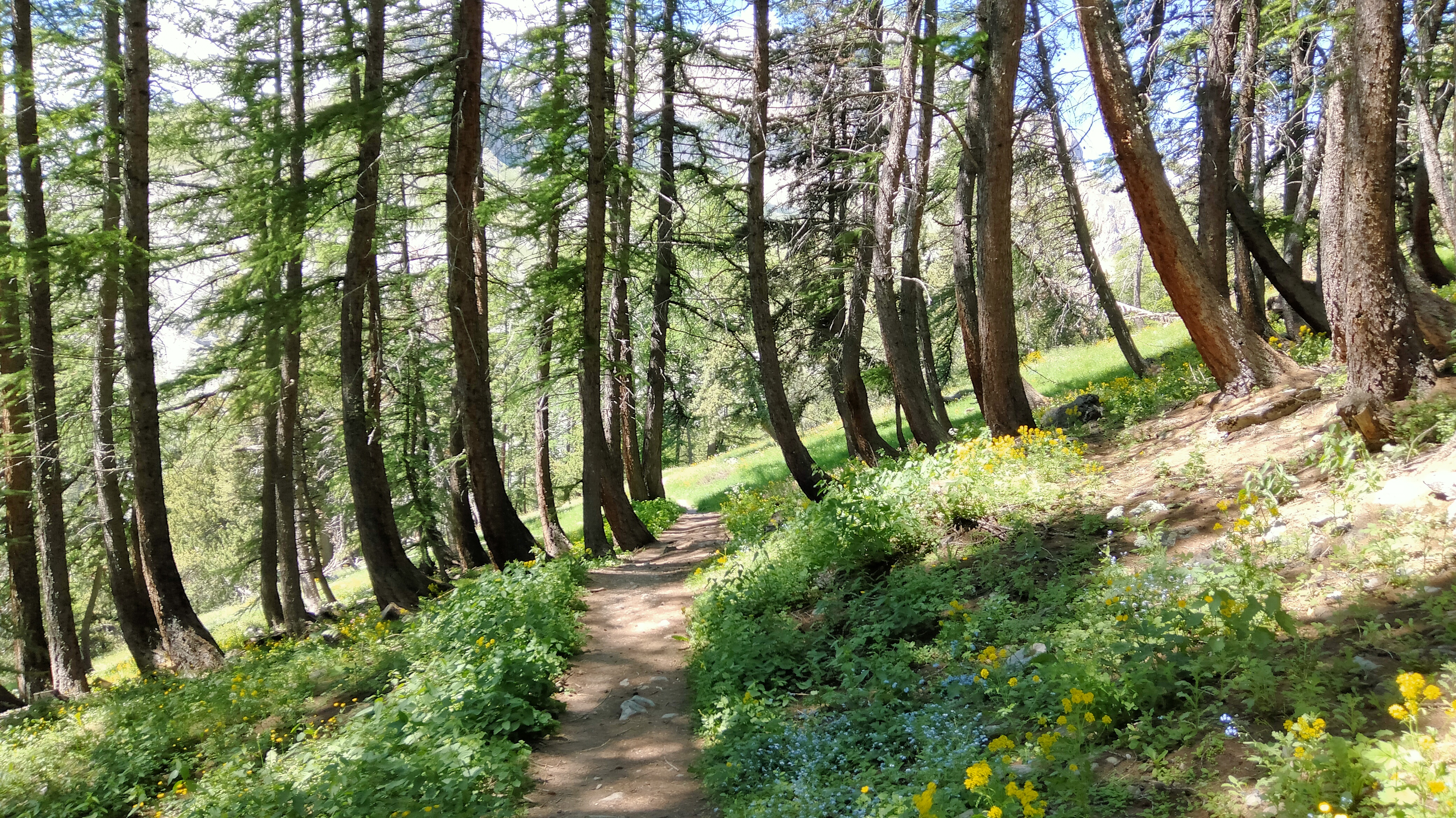 Melezin, Alpe du Lauzet