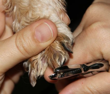 Coupe griffes ongles chien toilettage