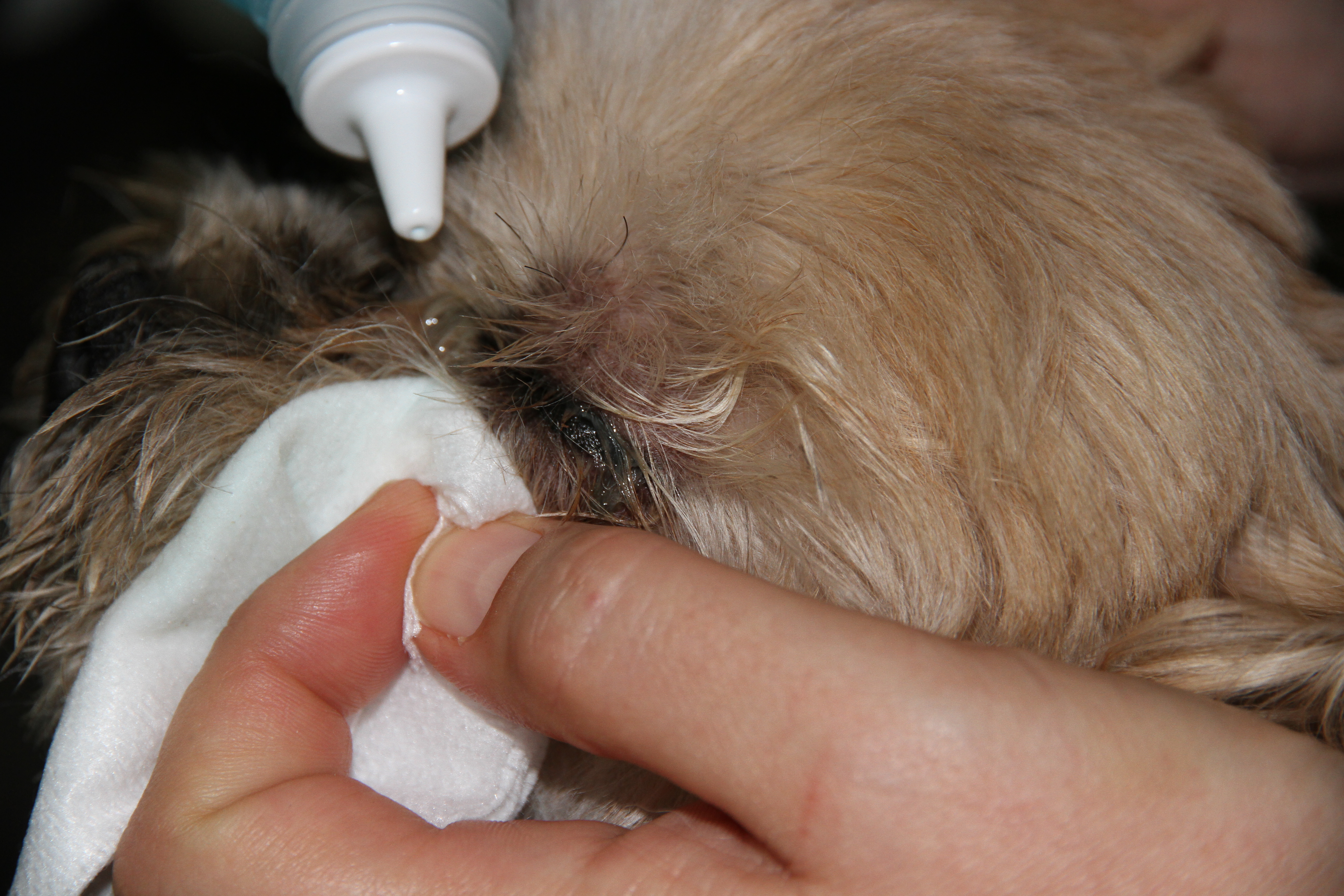Nettoyage oeil chien