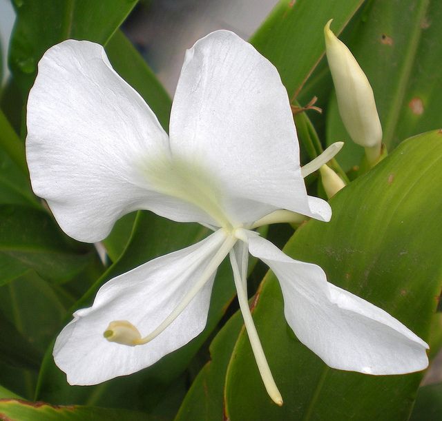 Mariposa