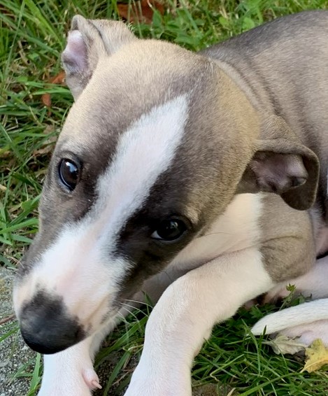 Scotty whippet chiot comportement apprentissage valerie cantaloube comportementaliste